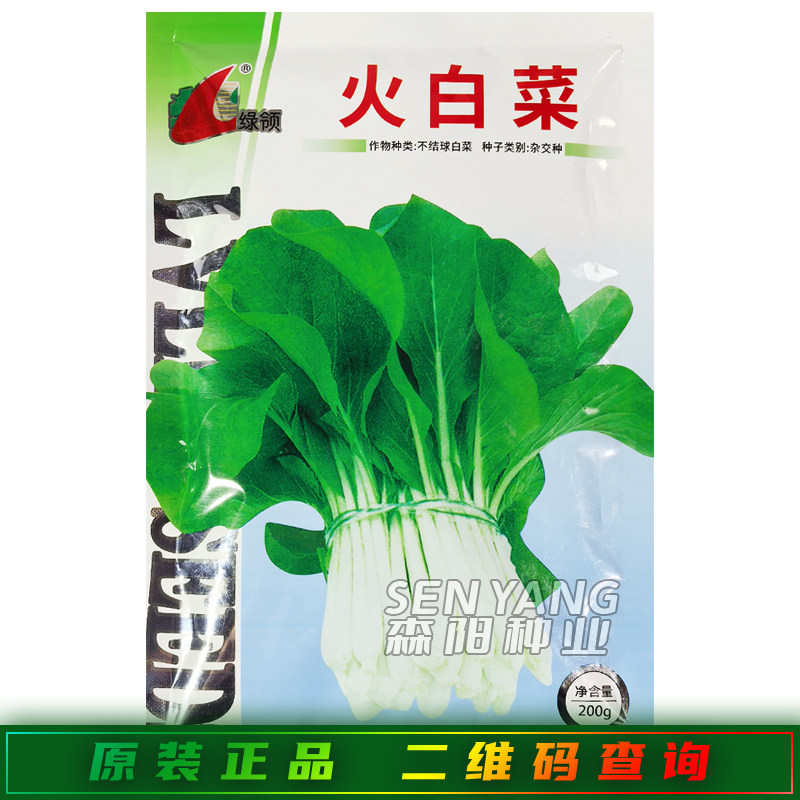 绿领火白菜种子夏季高温耐热图片