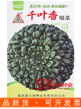 超三角千叶香塌菜种子墨绿色黑菜冬天乌心塌菜四季耐寒青菜籽孑蔬