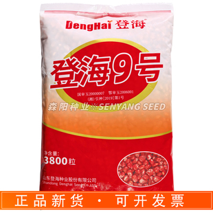 登海9号玉米种子国审玉高产大棒型玉米苞谷种籽原装正品粮食种子