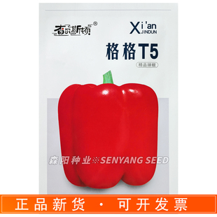 查尔斯顿格格T5辣椒种子中熟红色方灯笼形辣椒种籽四季蔬菜柿子椒