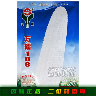 华穗万糯188玉米种子中熟大棒甜加糯粘黏白甜糯玉米种籽中糯二号