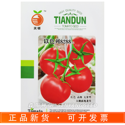 天顿以色列8288中早熟番茄种子