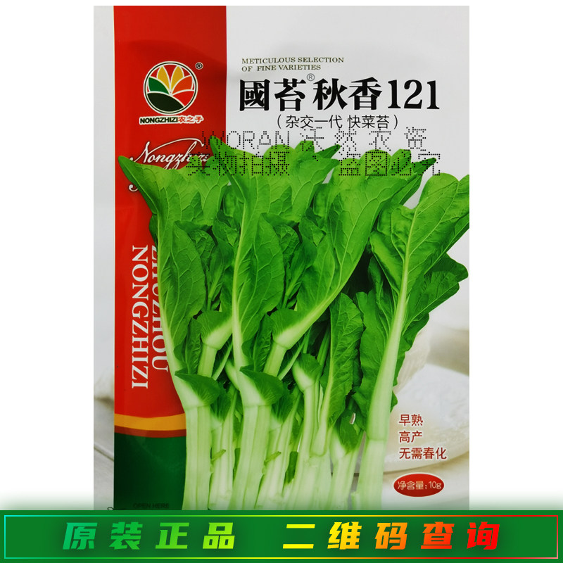 国苔秋香121菜苔种子早中熟60天采收叶嫩侧苔多雪婷60大田蔬菜种