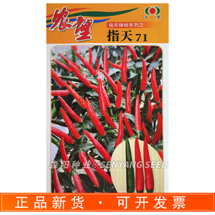 农望指天71辣椒种子高产中熟单生朝天椒红色绿色小尖椒种籽小米辣