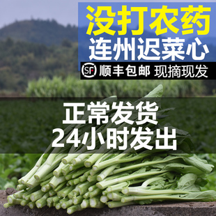 广东省清远连州特产清甜爽口迟菜心现摘现发产地直发新鲜蔬菜