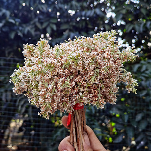 2026年新鲜染饭花密蒙花现摘现发自然香味浓紫蓝红蓝枫叶新鲜植物