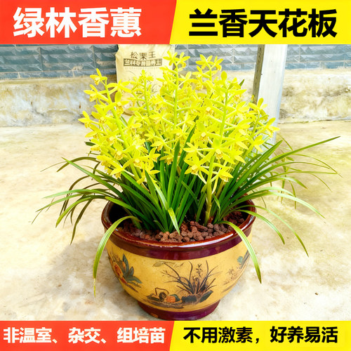 绿林香蕙开花特别香没用任何激素