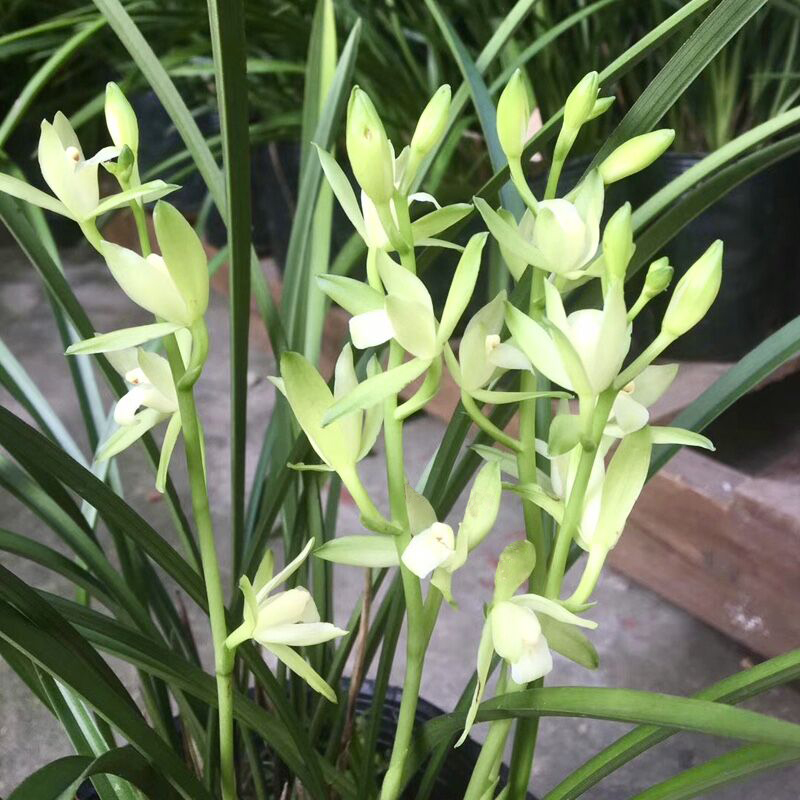 素心花叶片金嘴兰花吧建兰四季兰