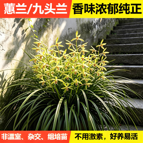 绿林香蕙开花特别香没用任何激素