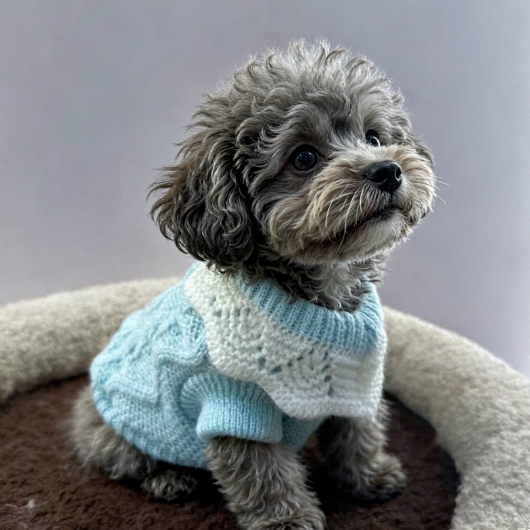 狗狗毛衣秋冬保暖针织衫小型犬泰迪比熊宠物服装蓝色麻花编织