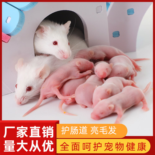 申通包邮 无菌活体 小白鼠乳鼠红皮粉皮白霜睁眼爬宠角蛙开食饲料