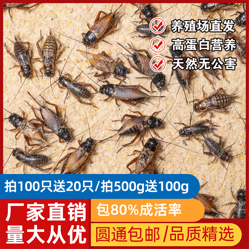 活体蟋蟀油葫芦活体饲料守宫蜥蜴睫角守宫蜘蛛瘤尾鸟口粮食物针头-封面