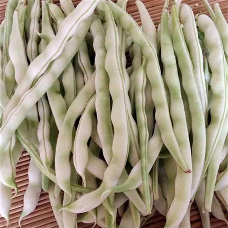 新鲜蔬菜 山东老来少白芸豆 白扁豆菜豆四季豆 现摘现发 500g
