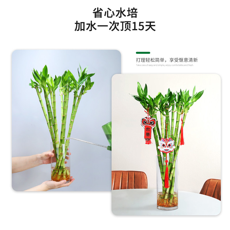 富贵竹水培植物带根节节高转运开运竹花卉盆栽室内好养水养绿植