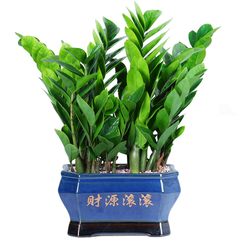 金钱树盆栽四季常青好养摇钱树客厅办公室内植物花卉大绿植盆景