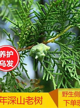 侧柏叶5斤粉末中药材新鲜野生