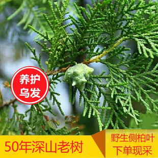 侧柏叶松柏叶5斤扁柏叶粉末中药材新鲜野生无枝洗发养护防脱乌发