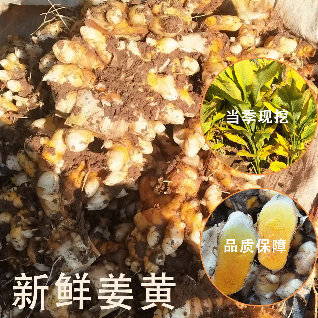 姜黄新鲜野生小黄姜月子姜老姜咖喱药用产后山东黄姜粉香料现挖
