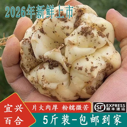 2026年新鲜现挖大百合顺丰