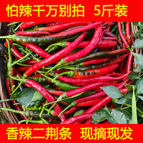 新鲜二荆条红线椒红长线椒香辣红辣椒薄皮辣椒酱泡椒现摘现发5斤