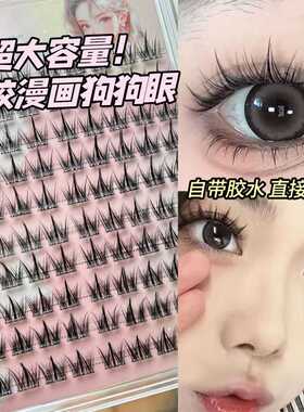 免胶大容量犬系睫~懒人小奶狗漫画眼睫毛假睫毛超自然新手果冻胶