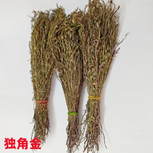 精选野生天然独脚金中药材消疳积草小孩儿童煮汤煲水独新鲜角金