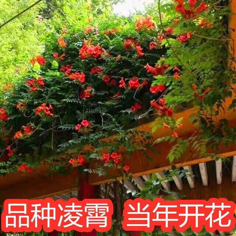 爬藤植物耐寒攀援老桩凌霄花苗