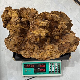 野生松针层孔菌西藏四川藏区野生松针层孔菌松针灵芝松针桑黄