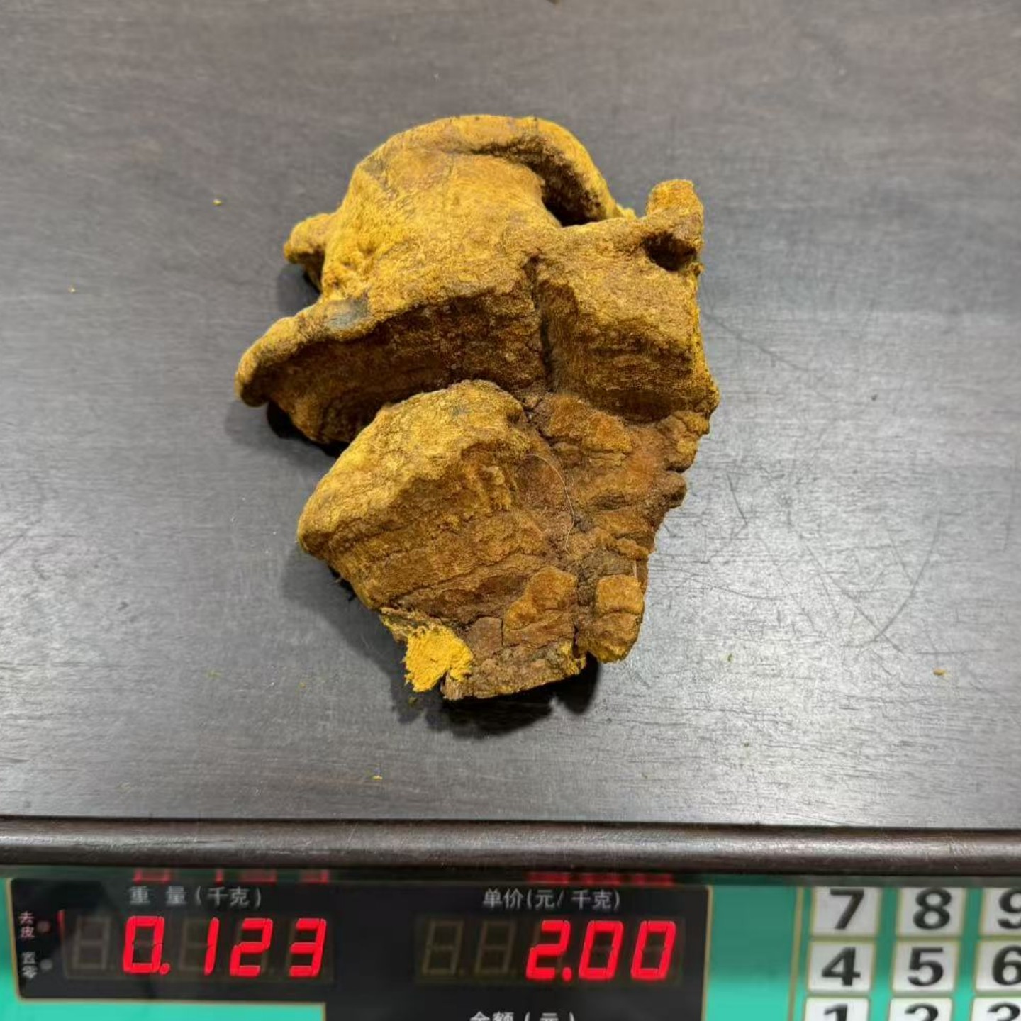 西藏野生桑树桑黄灵芝