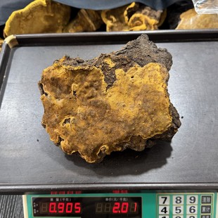 西藏野生桑树桑黄,重量884克,年份六七十 西藏桑树桑黄灵芝