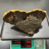 西藏察隅野生桑树桑黄重量1140克 西藏桑树桑黄灵芝 年份七八十