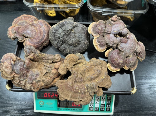 赤灵芝野生中药材正品