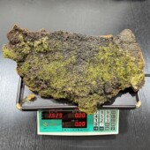 西藏百年野生桑树桑黄 百年大精品西藏桑树桑黄灵芝 重量2629克