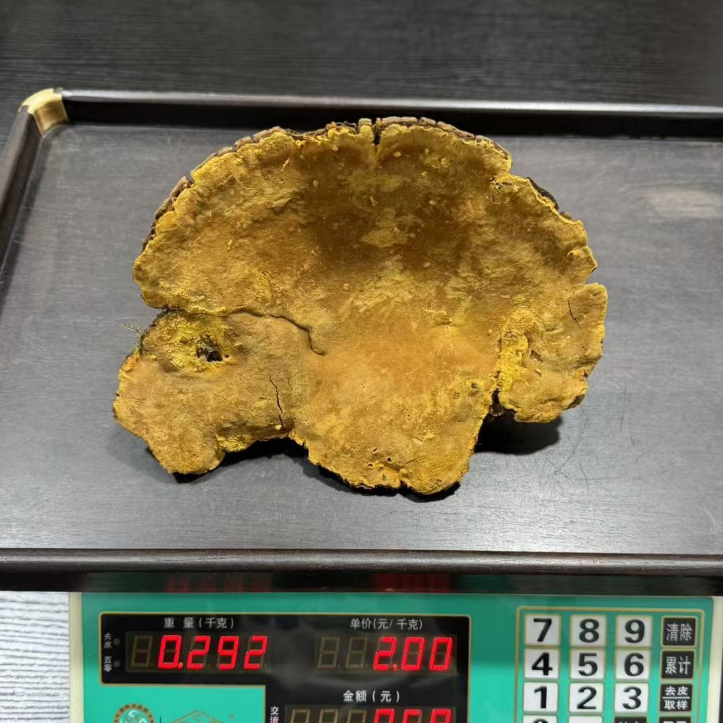 西藏野生桑树桑黄灵芝