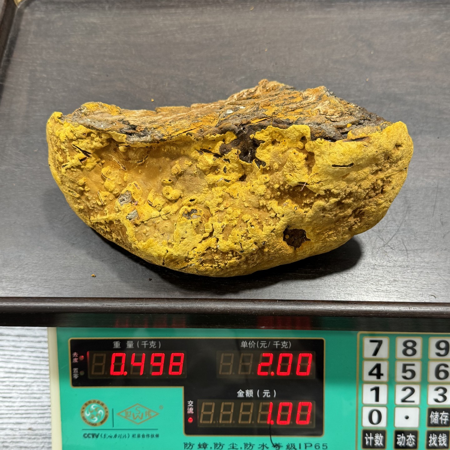 西藏野生桑树桑黄灵芝