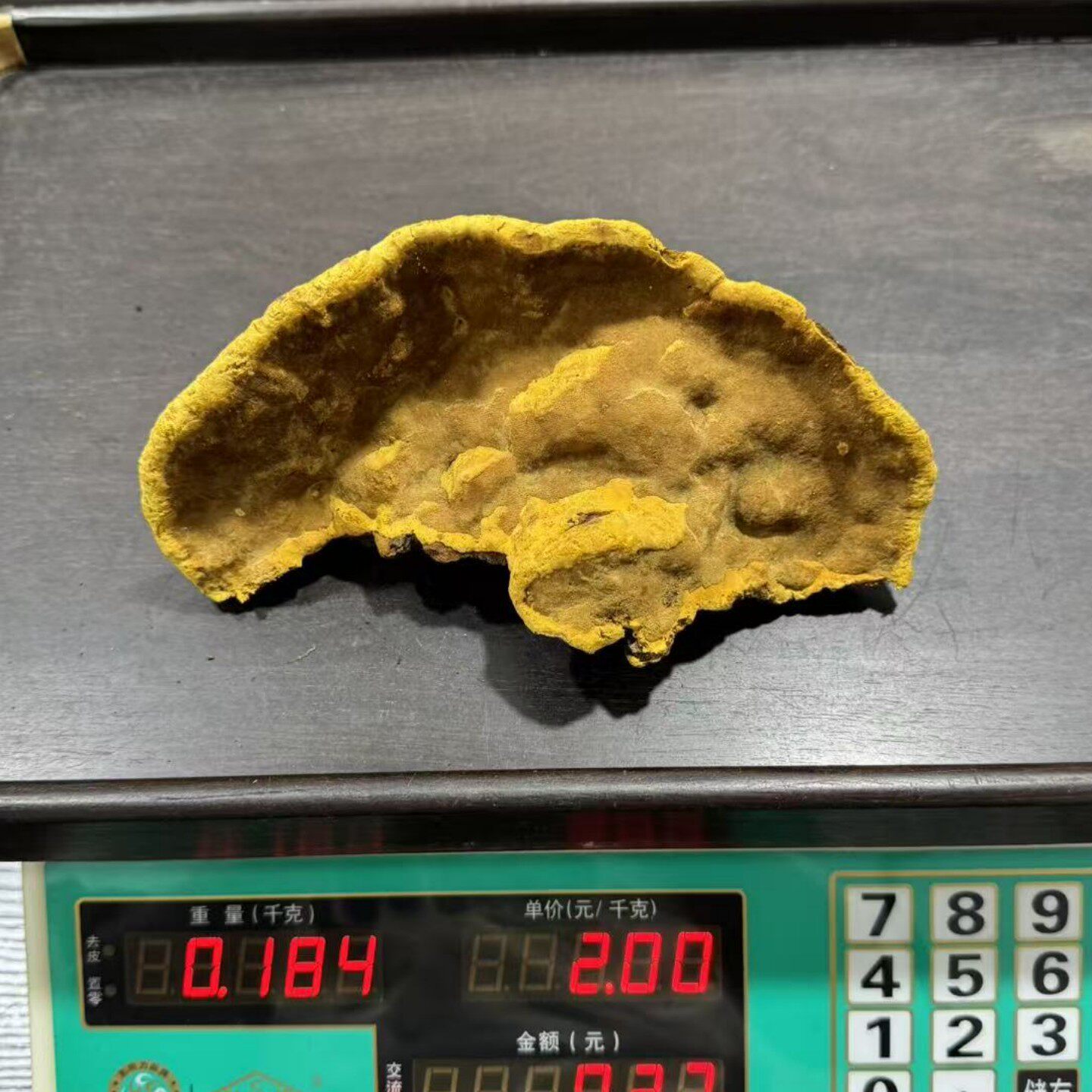 西藏野生桑树桑黄灵芝