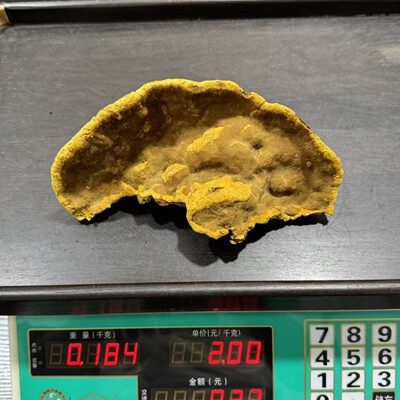 西藏野生桑树桑黄灵芝