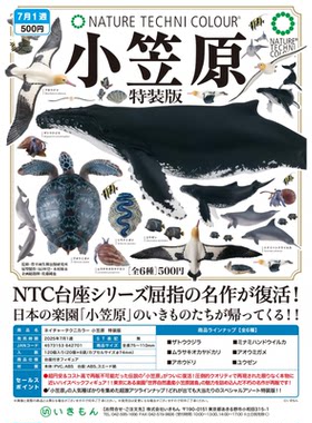 虾壳社 现货日本IKIMON扭蛋 NTC小笠原 海洋生物摆件 特装版 鲸鱼