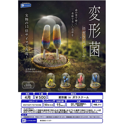 虾壳社 现货日本RAINBOW扭蛋 在玻璃罩里的菌类收藏摆件 实物15倍