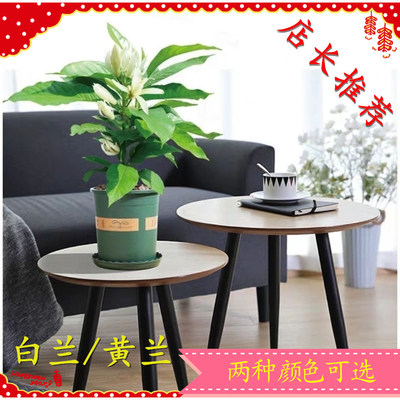 白兰花盆栽带花苞玉兰花树苗黄兰