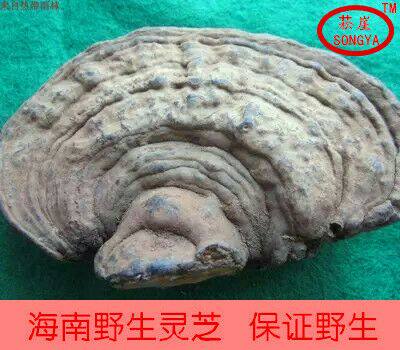 菘崖2026年新货海南灵芝野生灵芝平盖灵芝树舌重手500g