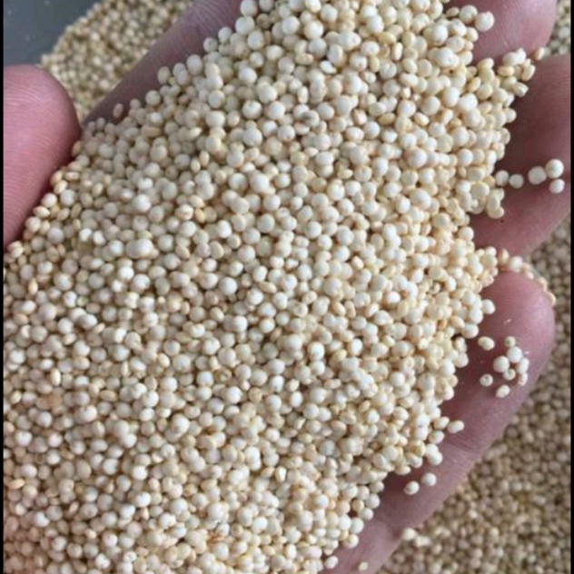 青海藜麦格藜高品质藜麦粒大饱满