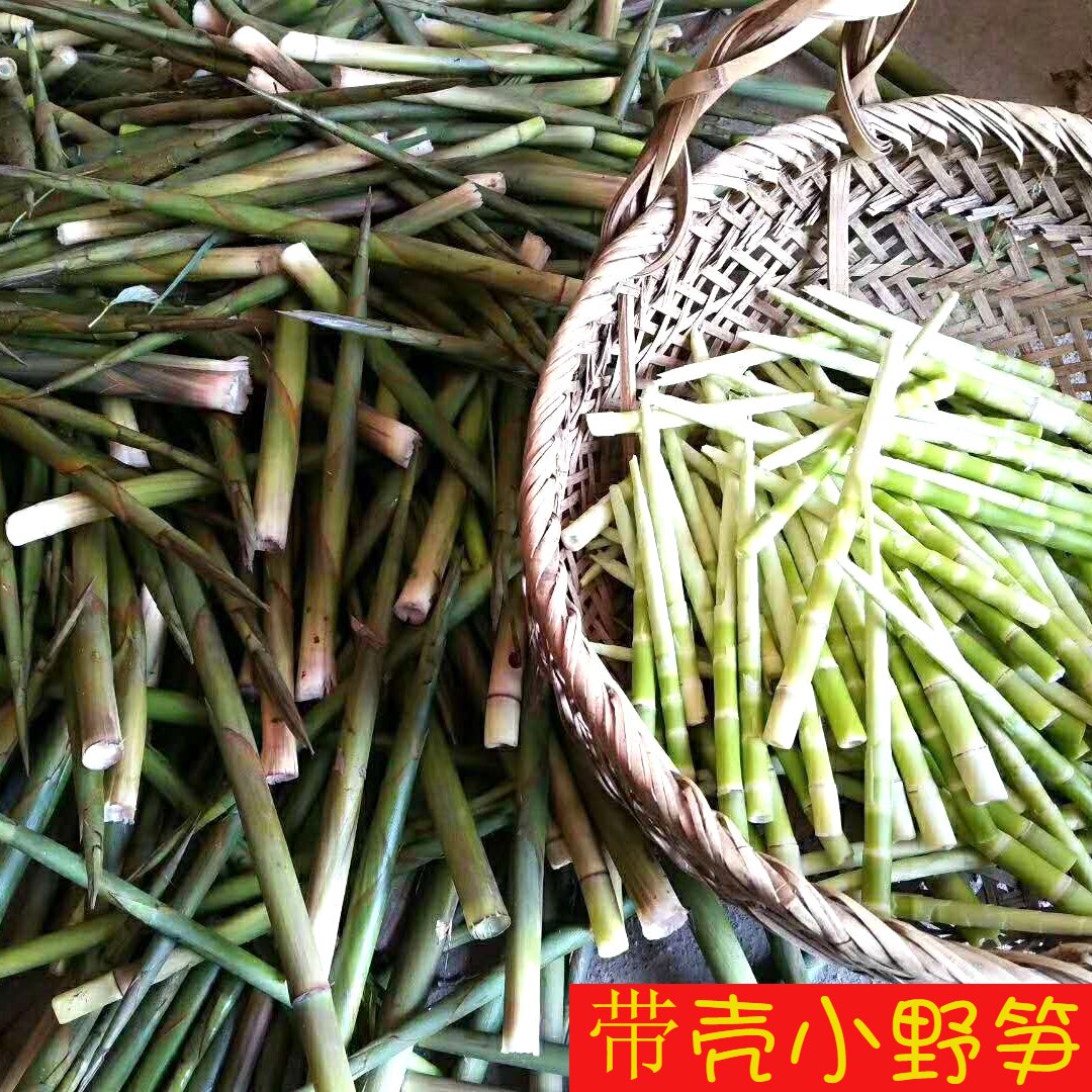 宣城特产野笋竹笋小野笋水竹笋石竹笋带壳焯水