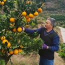 带箱9斤秭归脐橙九月红大果鲜甜橙子新鲜整箱果冻橙当季 水果现摘