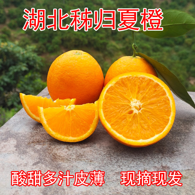 现摘现发酸甜多汁橙子图片