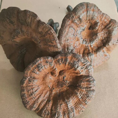 不苦整枝非野生500g克包邮紫灵芝