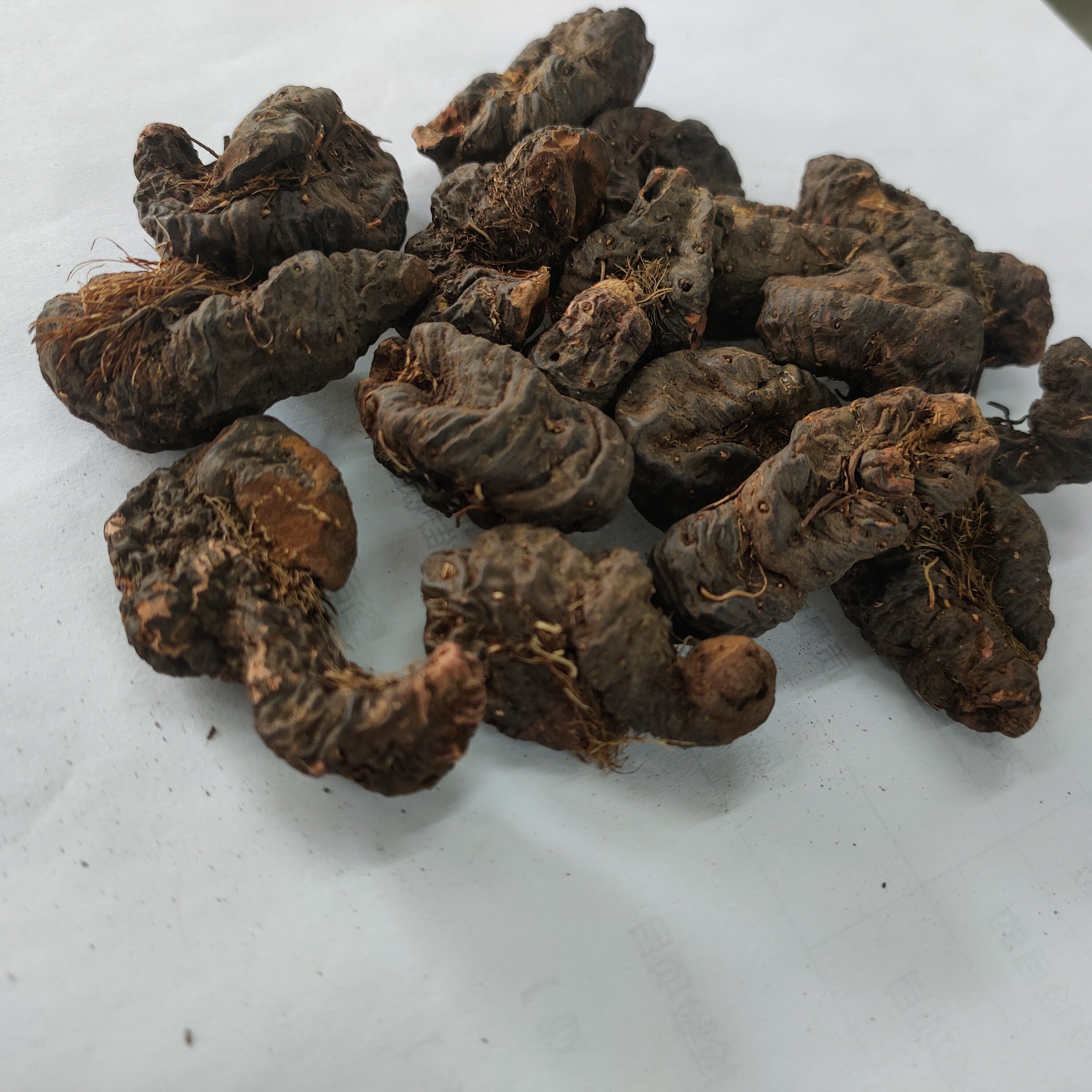 紫参 正品 拳参 草河车 草血竭 拱腰老 中药材供应 500g克包邮