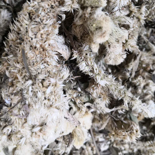 白鸡冠花干 拍2斤包邮 白色鸡冠花 永生花 500g克 中药材