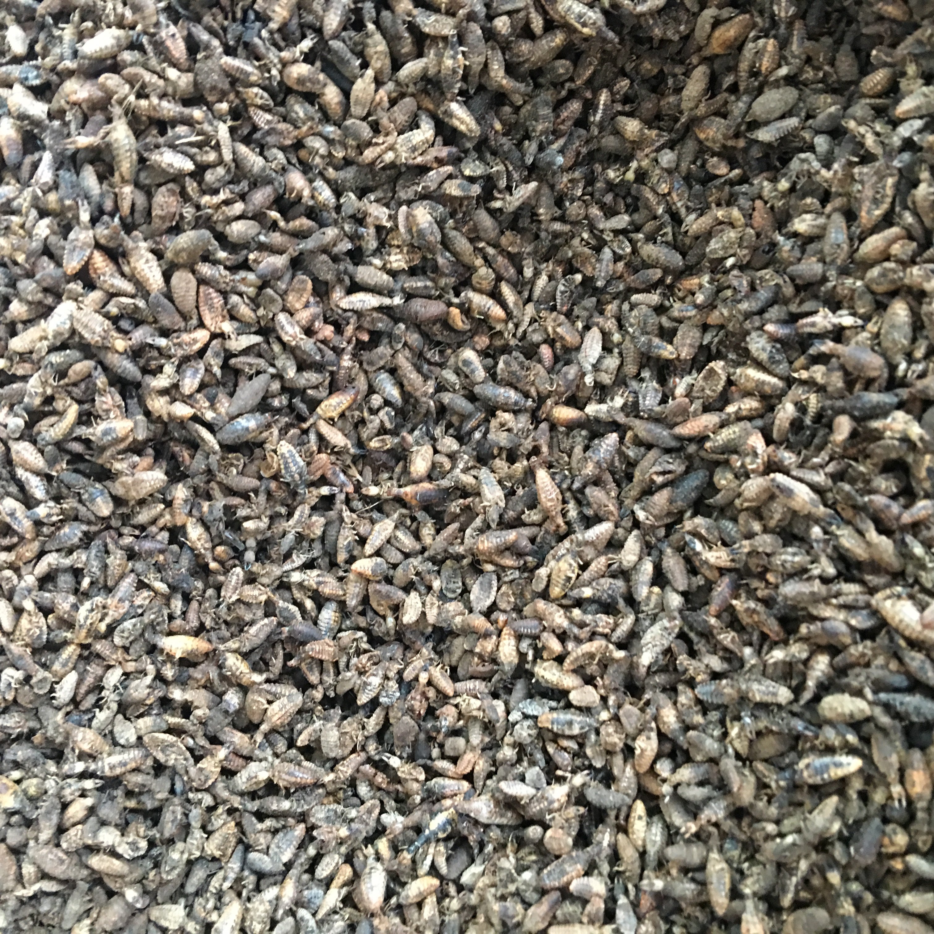 金沙牛 金砂牛 砂牛虫 蚂岭虫地牯牛蚁狮 纯净 10g克包邮