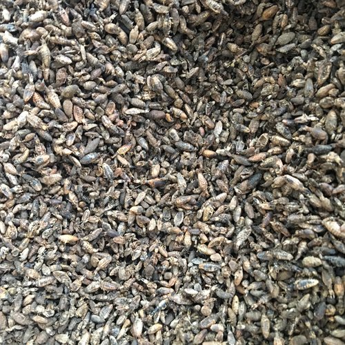 金沙牛 金砂牛 砂牛虫 蚂岭虫地牯牛蚁狮 纯净 10g克包邮